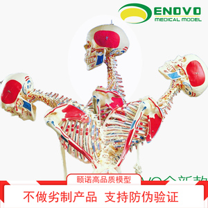 ENOVO颐诺170CM人体骨骼模型 医学教学与瑜伽健身的多维洞察