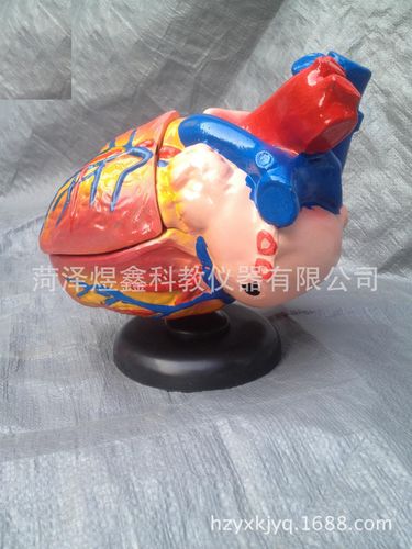 教学仪器厂家批发 根纵剖模型 33002 初中生物