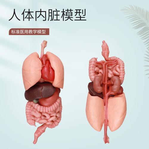 硅胶人体模型厂家