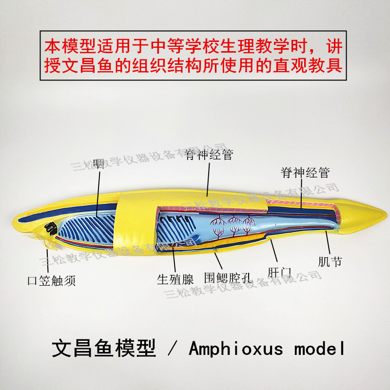 文昌鱼模型 生物模型实验室中的教学演示利器